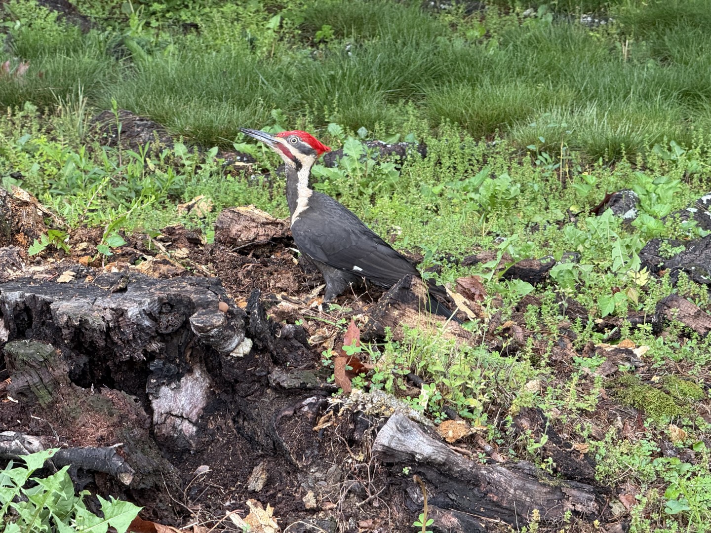 Pileated Woodpecker