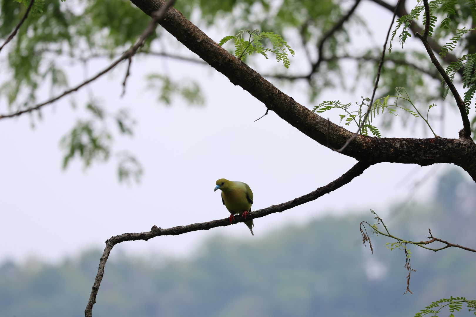 Pin-tailed Green Pigeon