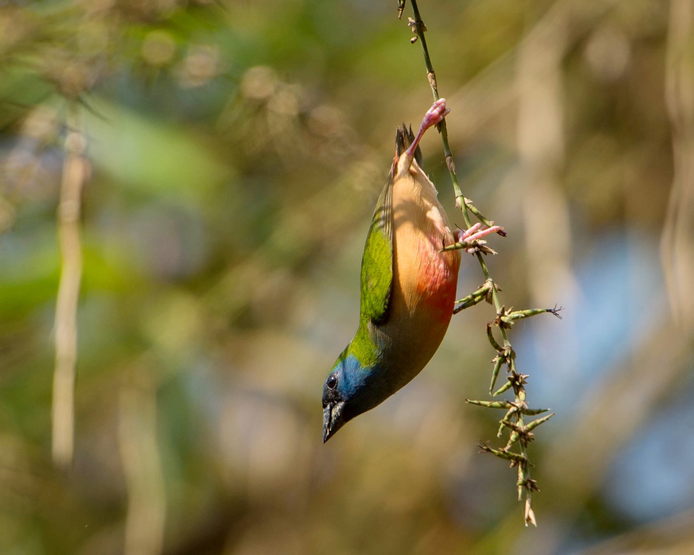 Pin-tailed Parrotfinch