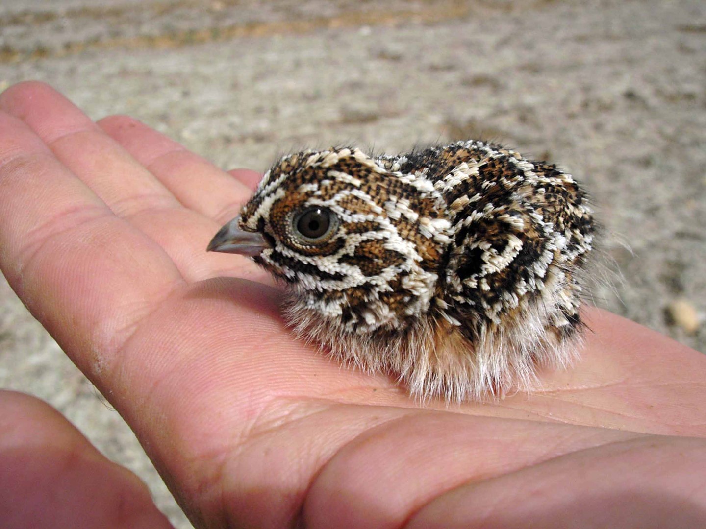 Pin-tailed Sandgrouse