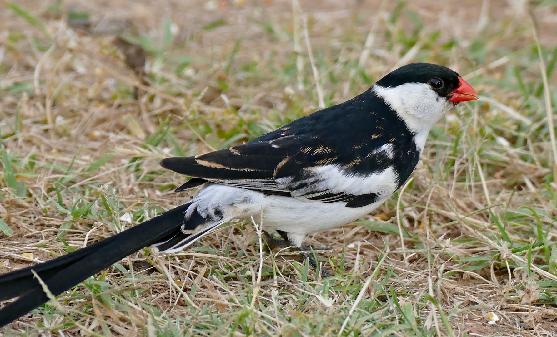 Pin-tailed Whydah