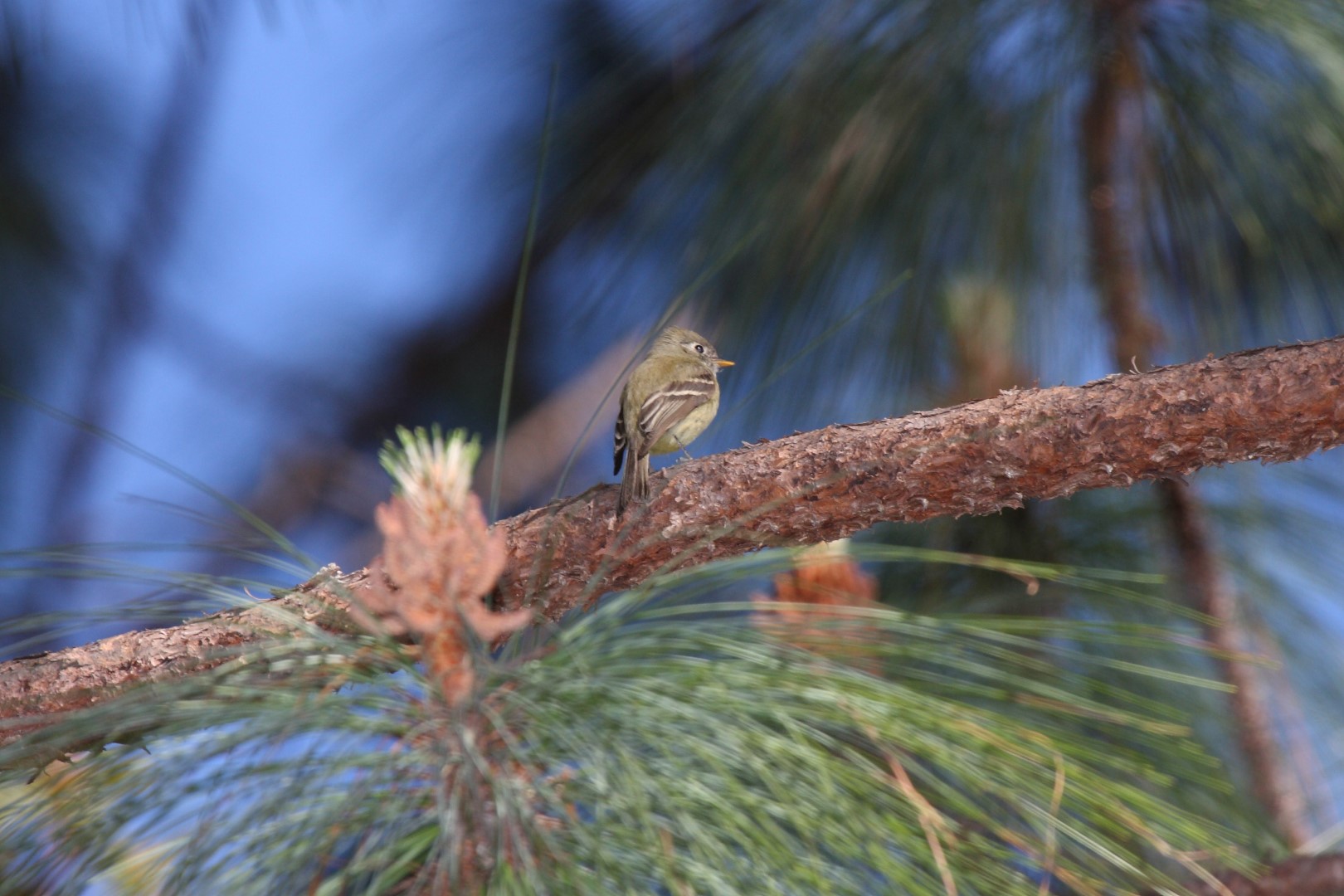 Pine Flycatcher