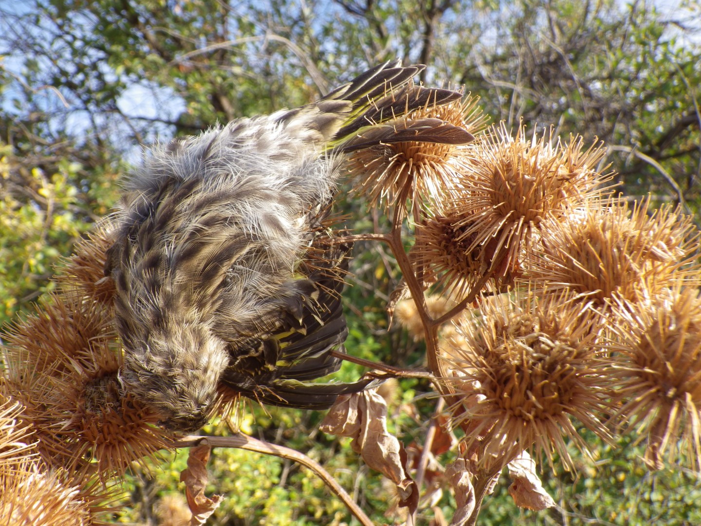 Pine Siskin
