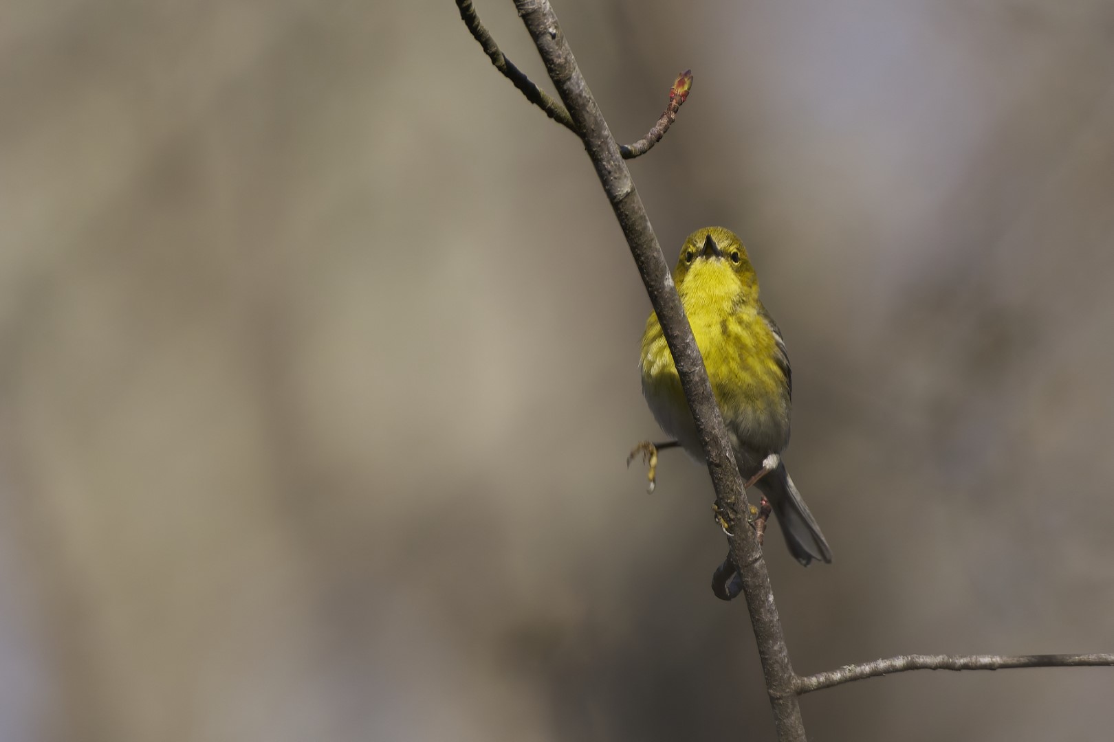 Pine Warbler