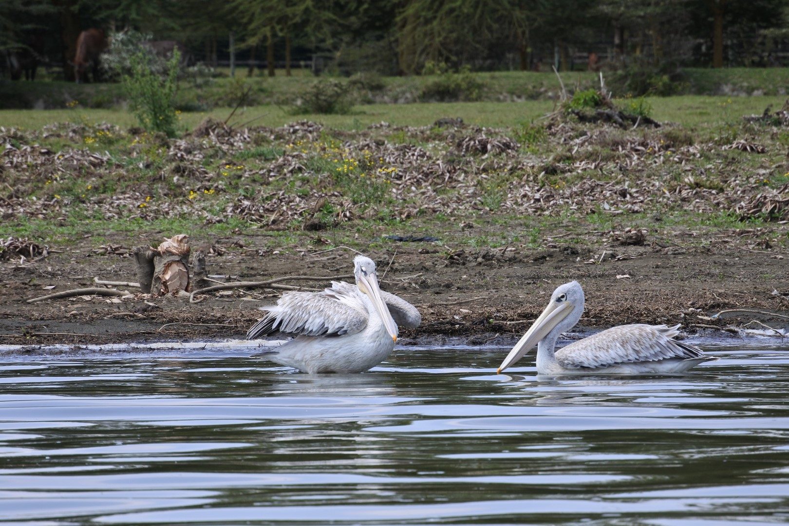 Pink-backed Pelican