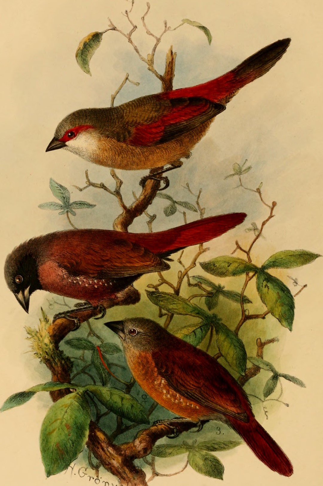 Pink-bellied Waxbill