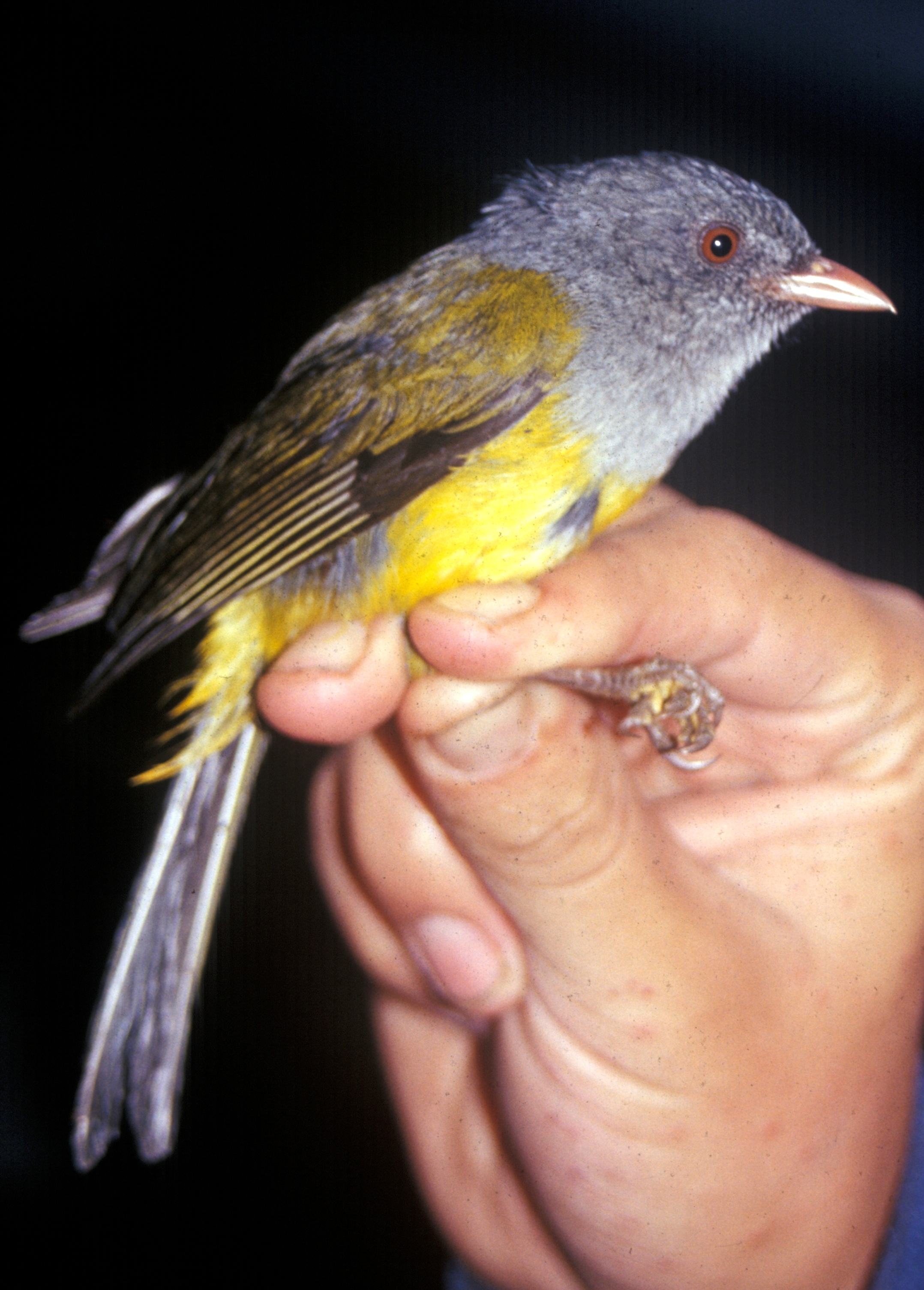 Pink-billed Cnemoscopus