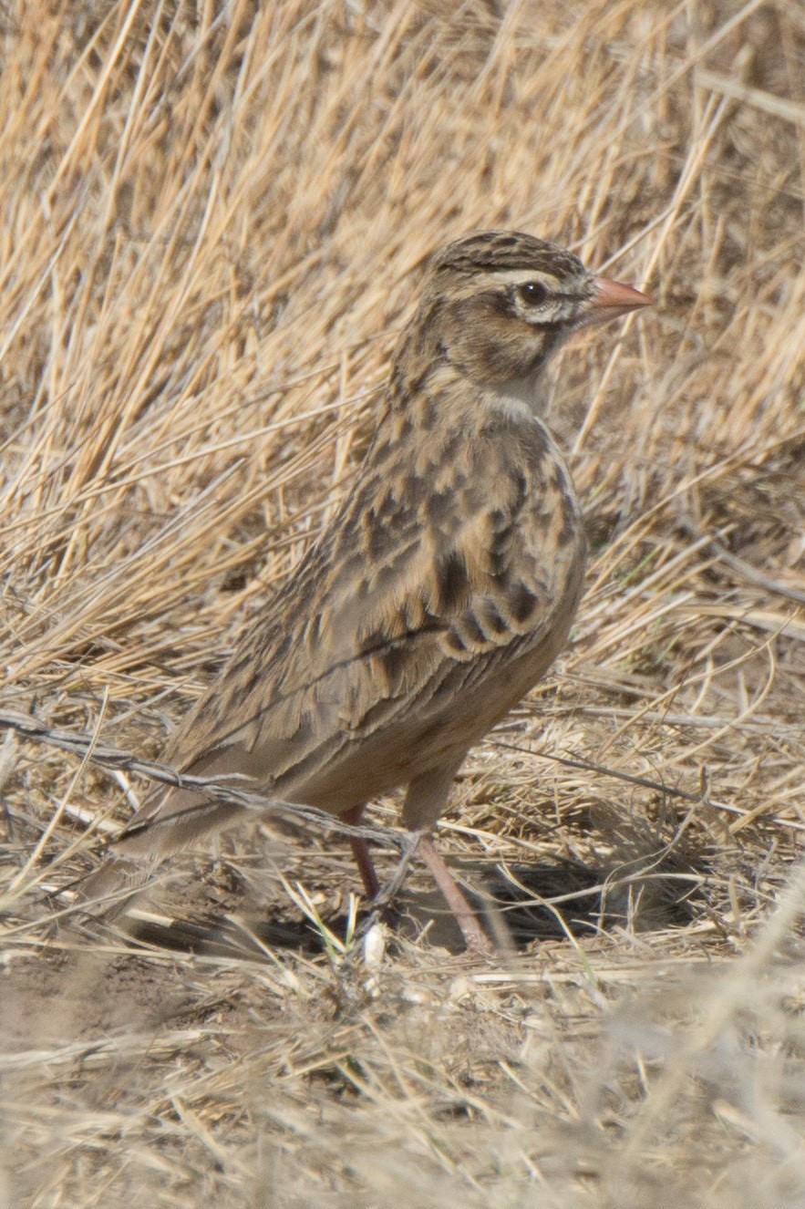 Pink-billed Lark