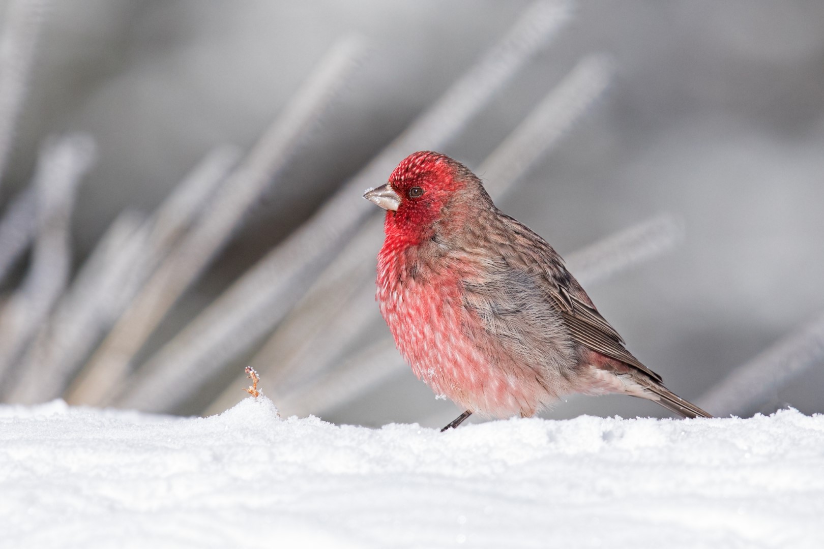 Pink-browed Rosefinch