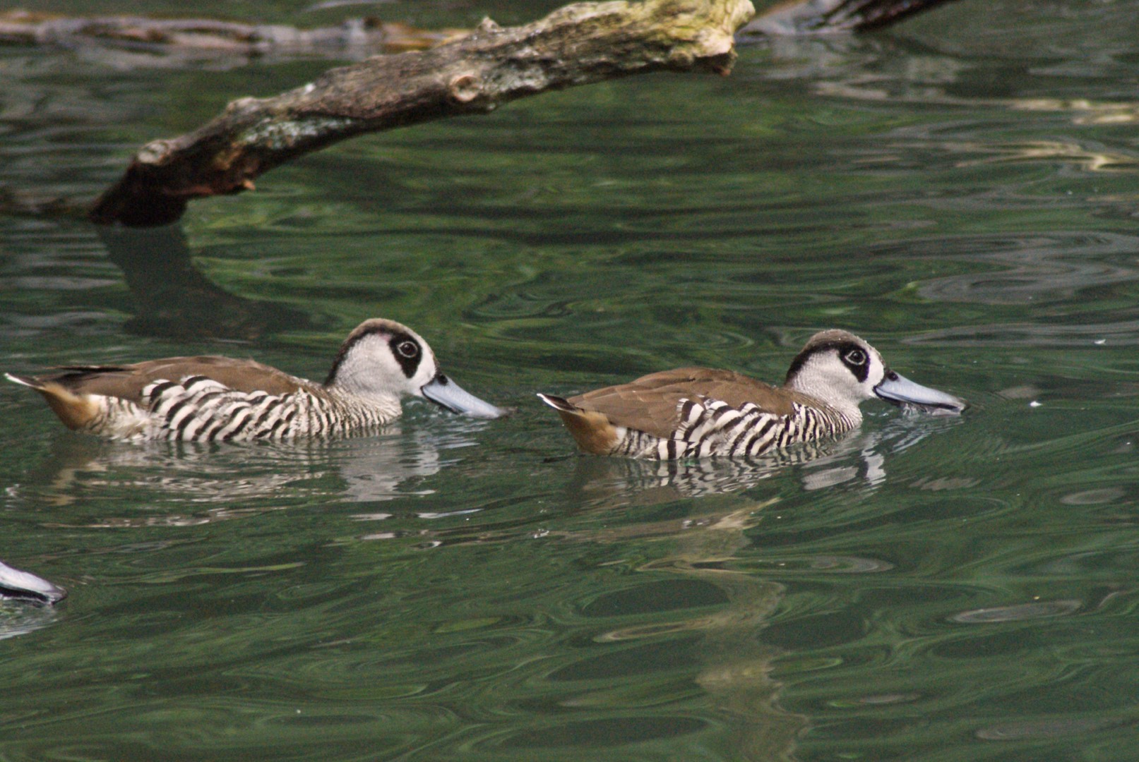Pink-eared Duck