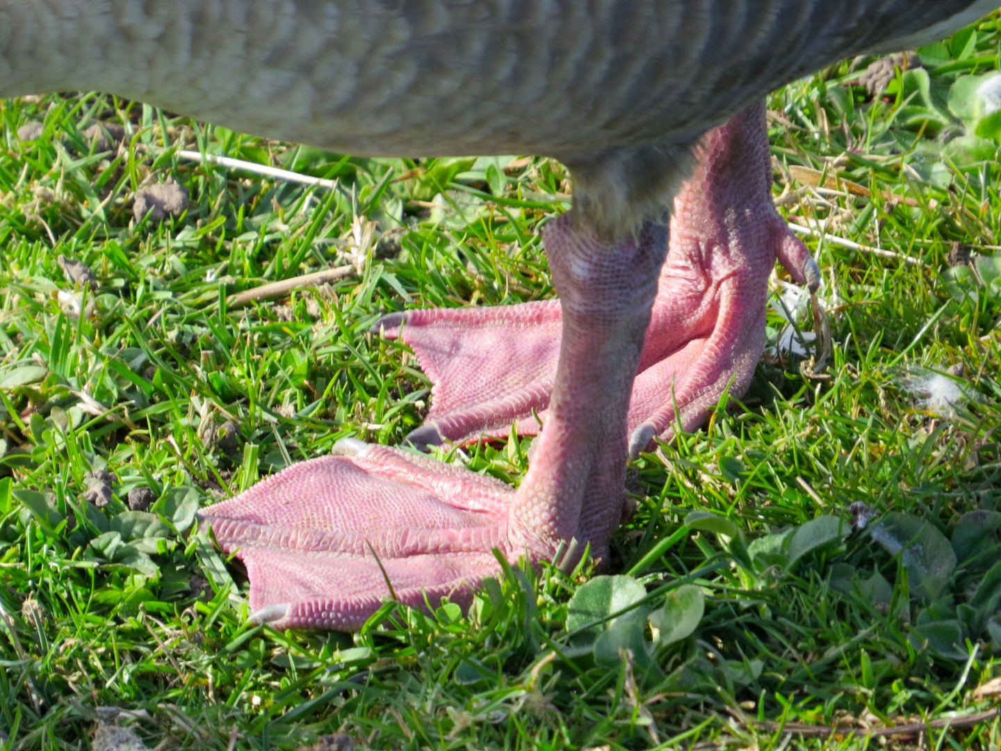 Pink-footed Goose