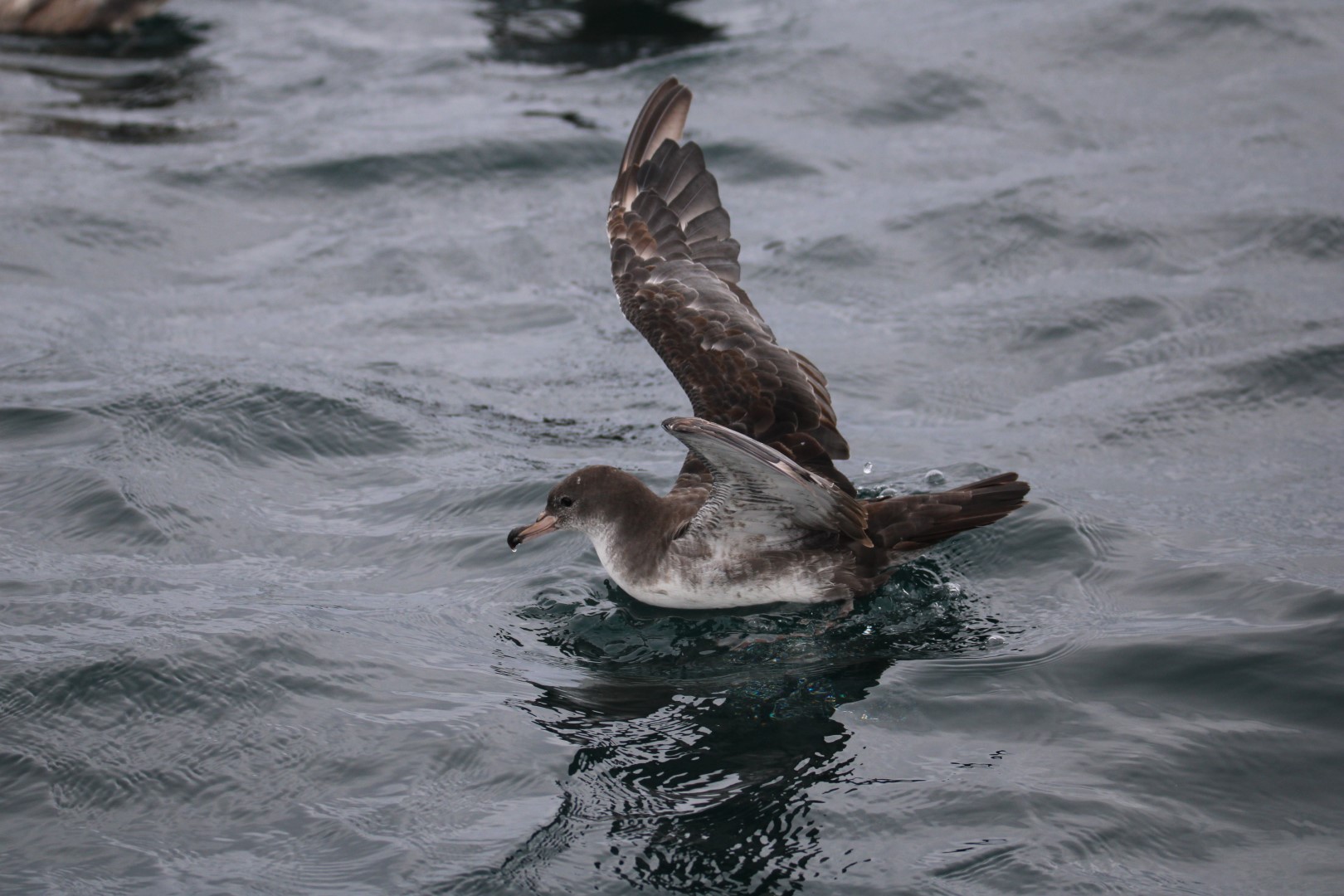 Pink-footed Shearwater