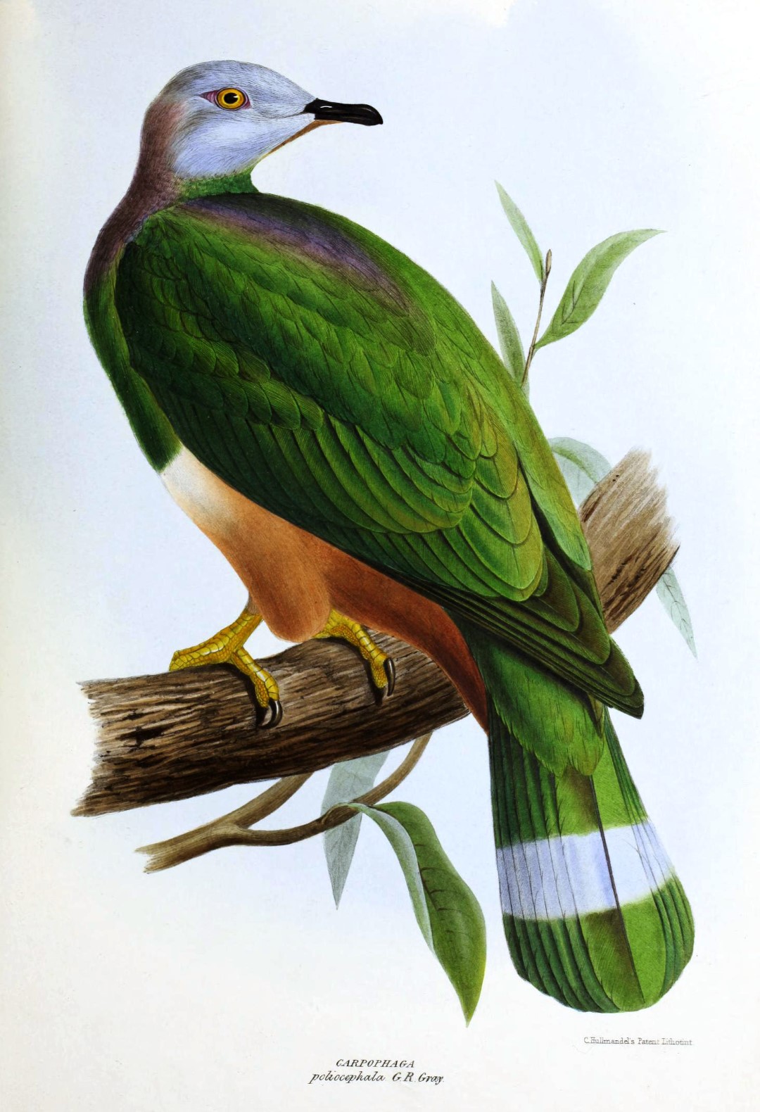 Pink-headed Imperial Pigeon