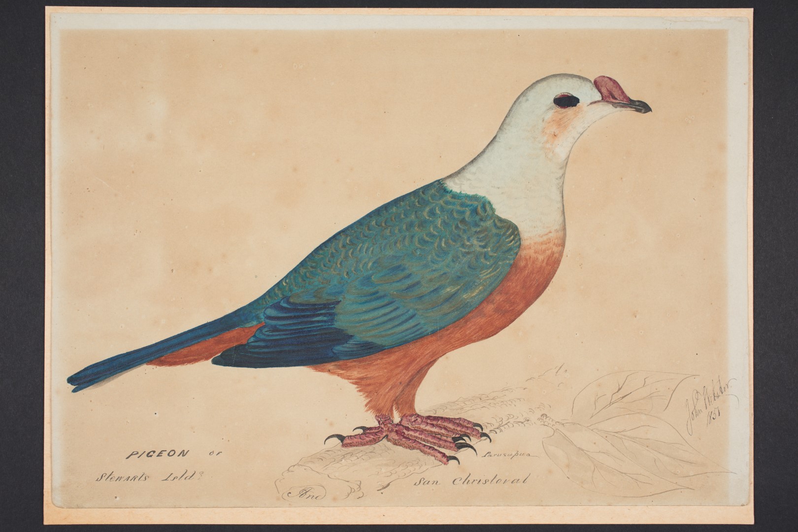 Pink-headed Imperial Pigeon