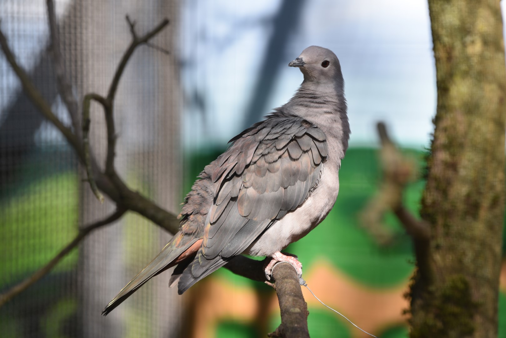 Pink-headed Imperial Pigeon