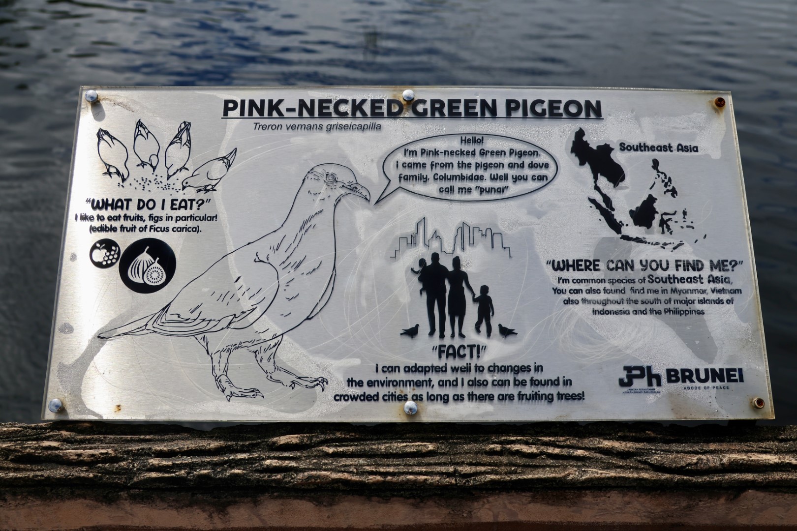Pink-necked Green Pigeon