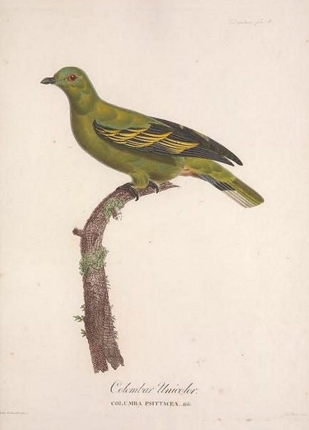Pink-necked Green Pigeon