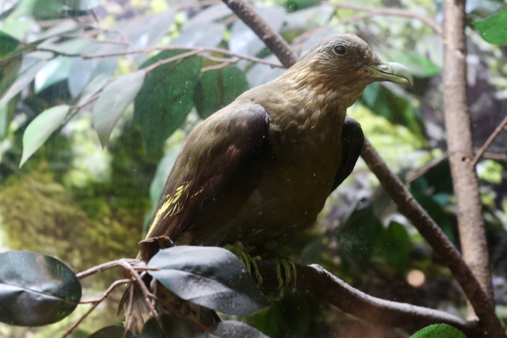 Pink-necked Green Pigeon