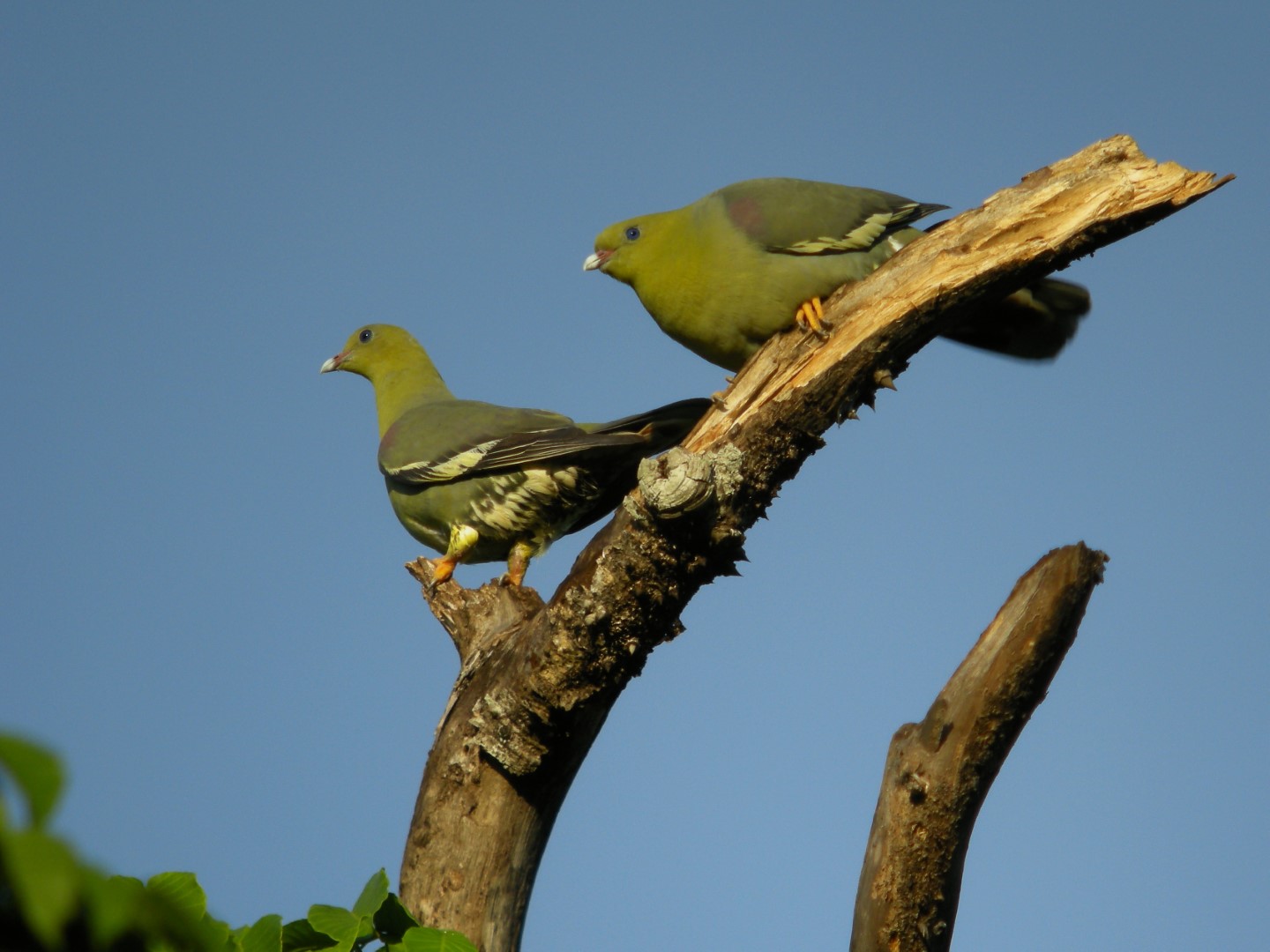 Pink-necked Green Pigeon