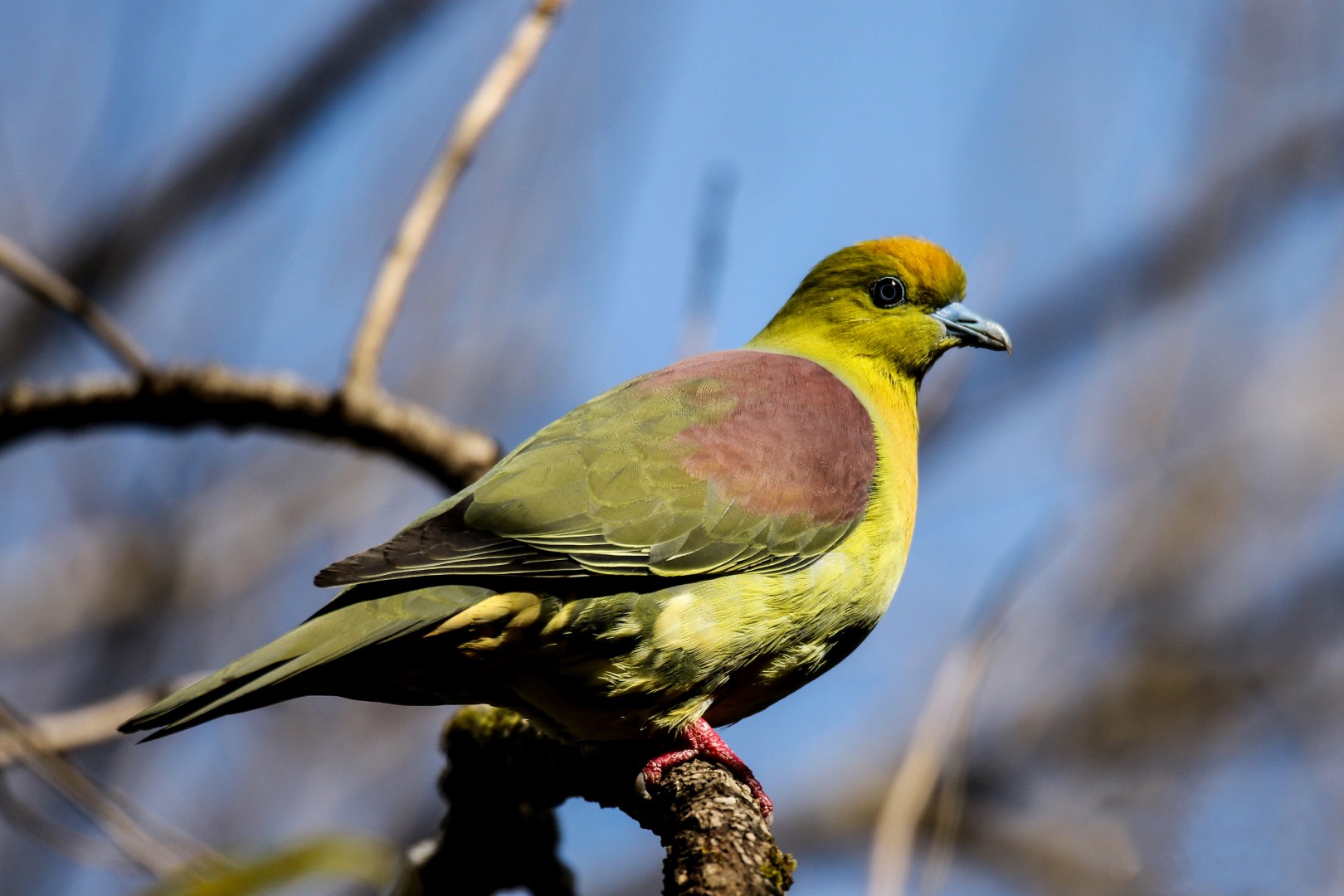 Pink-necked Green Pigeon