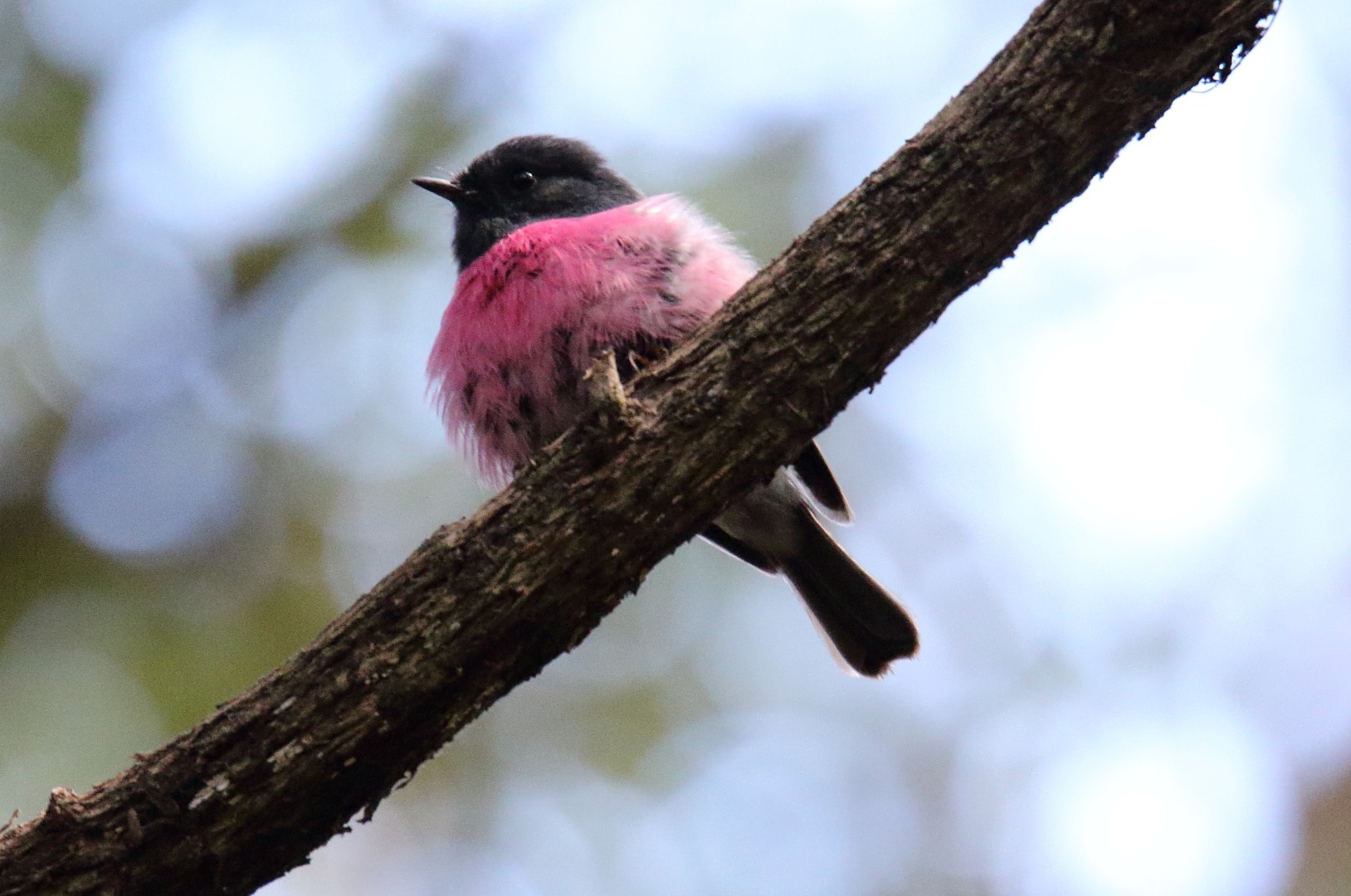 Pink Robin