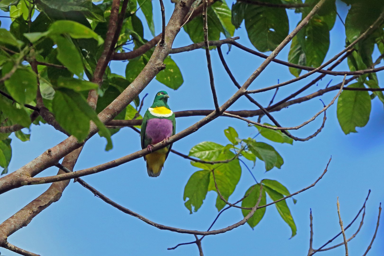 Pink-spotted Fruit Dove