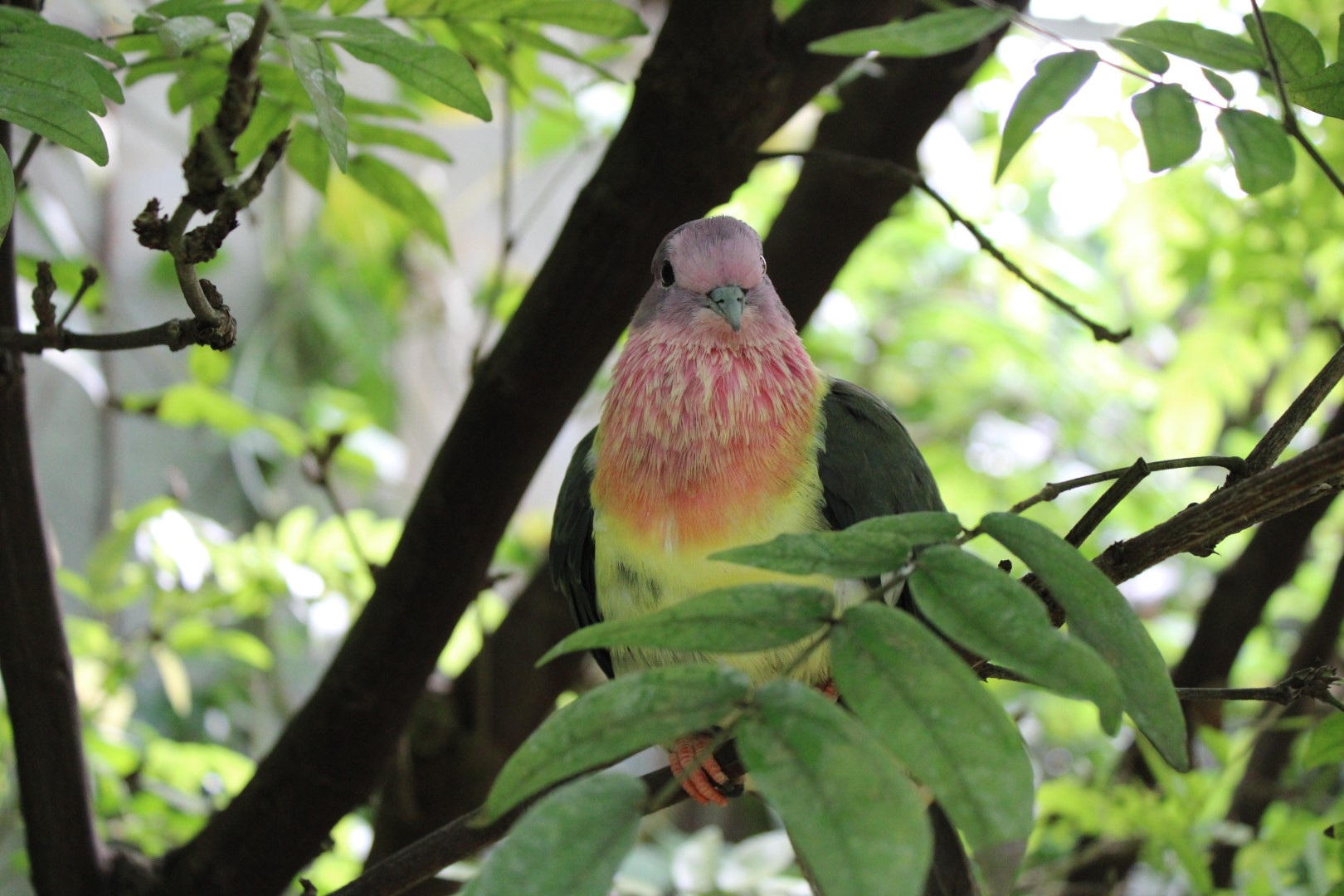 Pink-spotted Fruit Dove