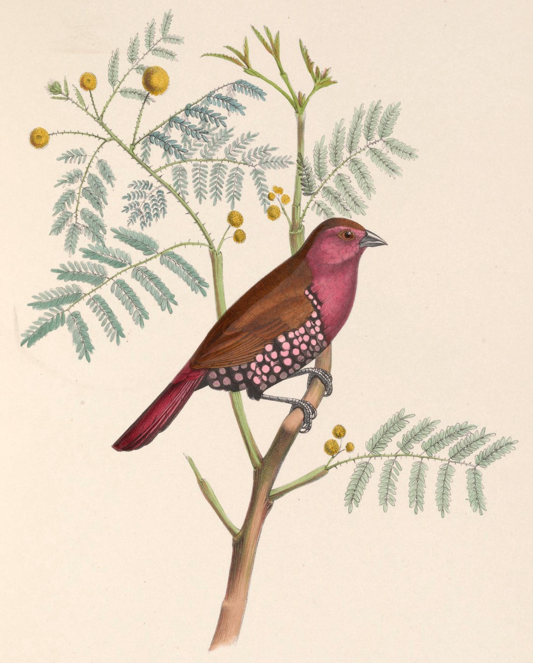 Pink-throated Twinspot