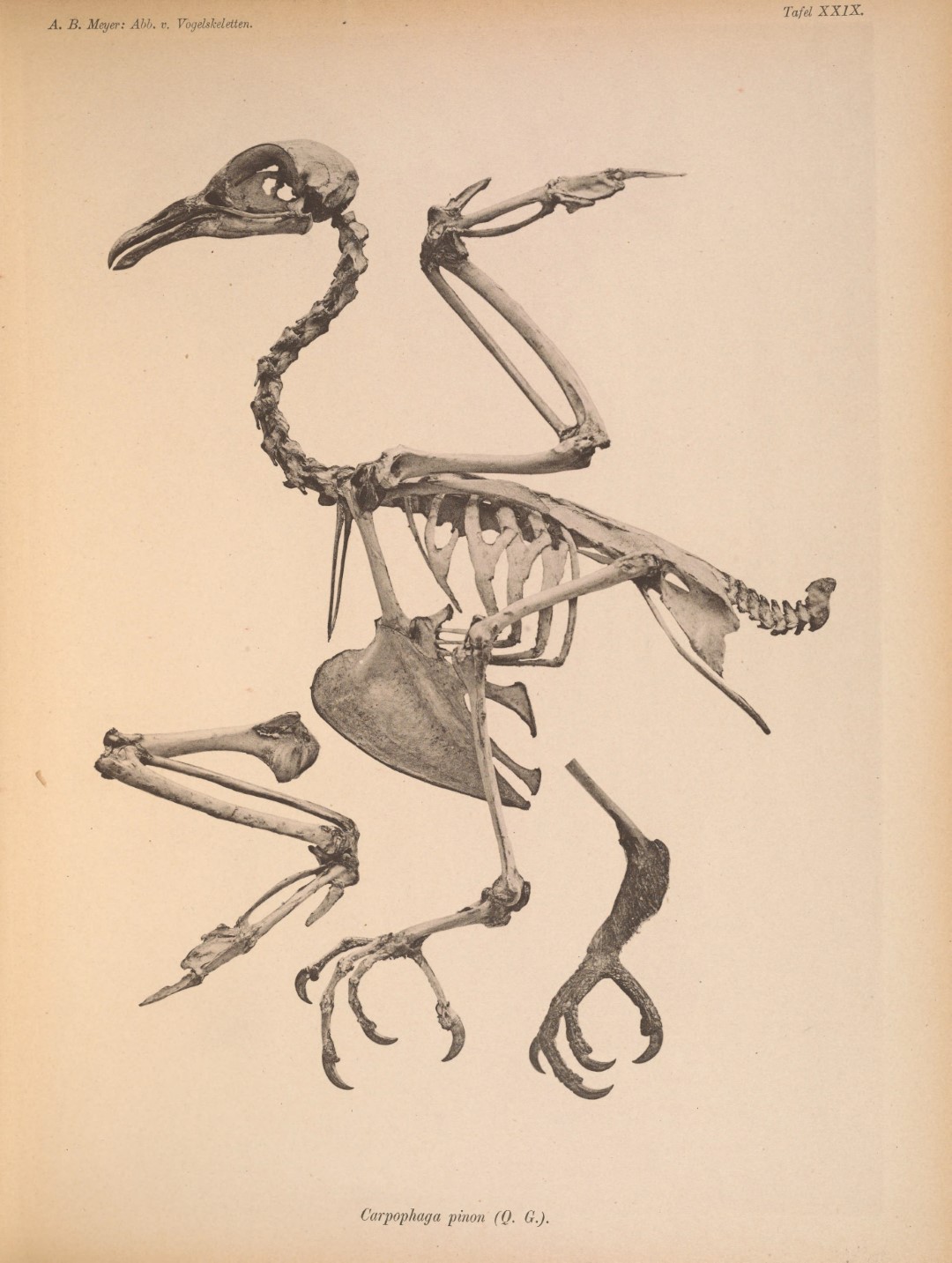 Pinon Imperial Pigeon