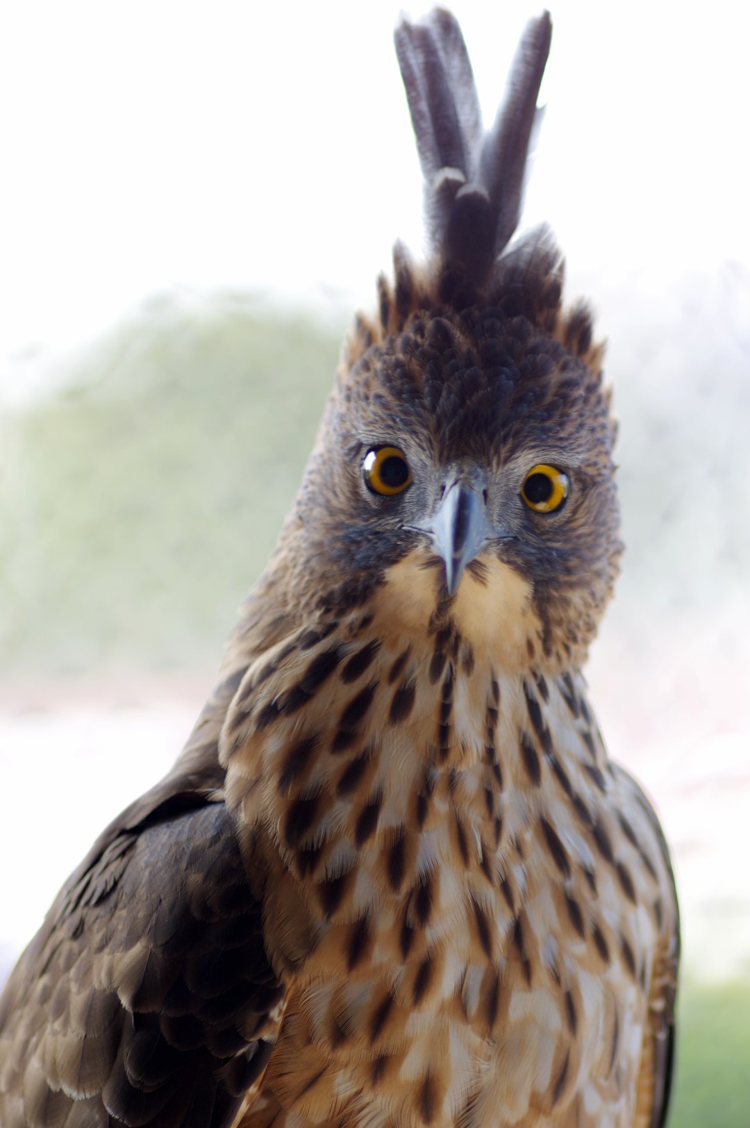 Pinsker's Hawk-Eagle