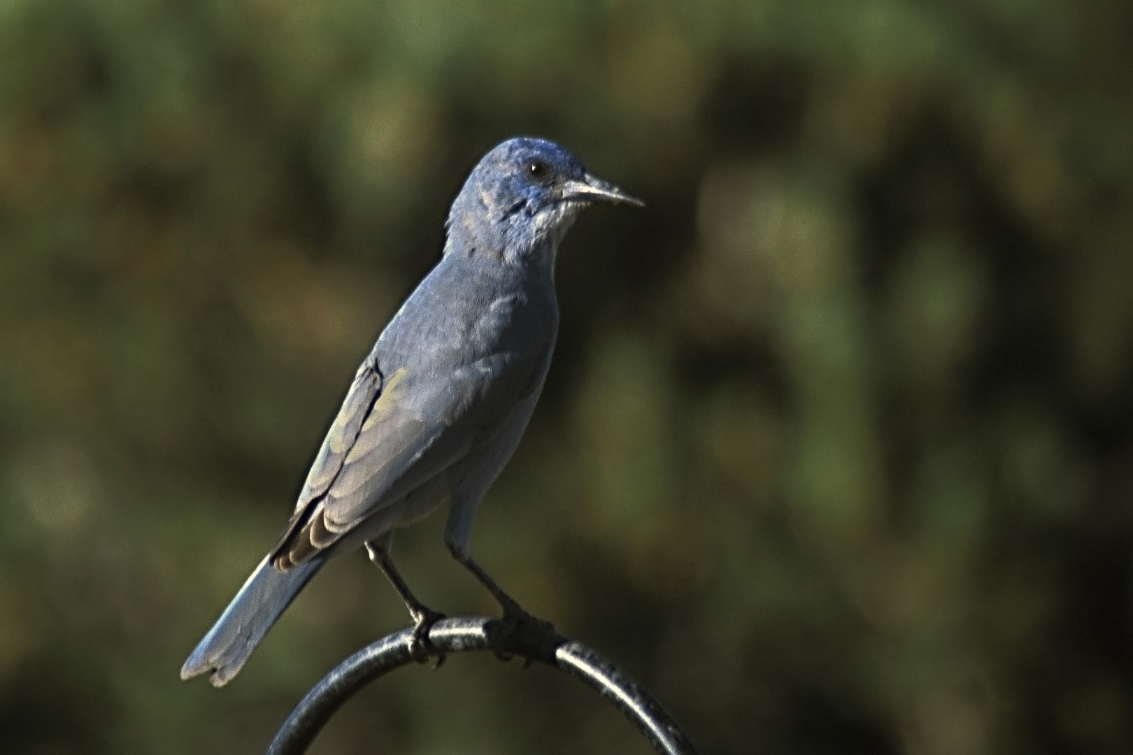 Pinyon Jay