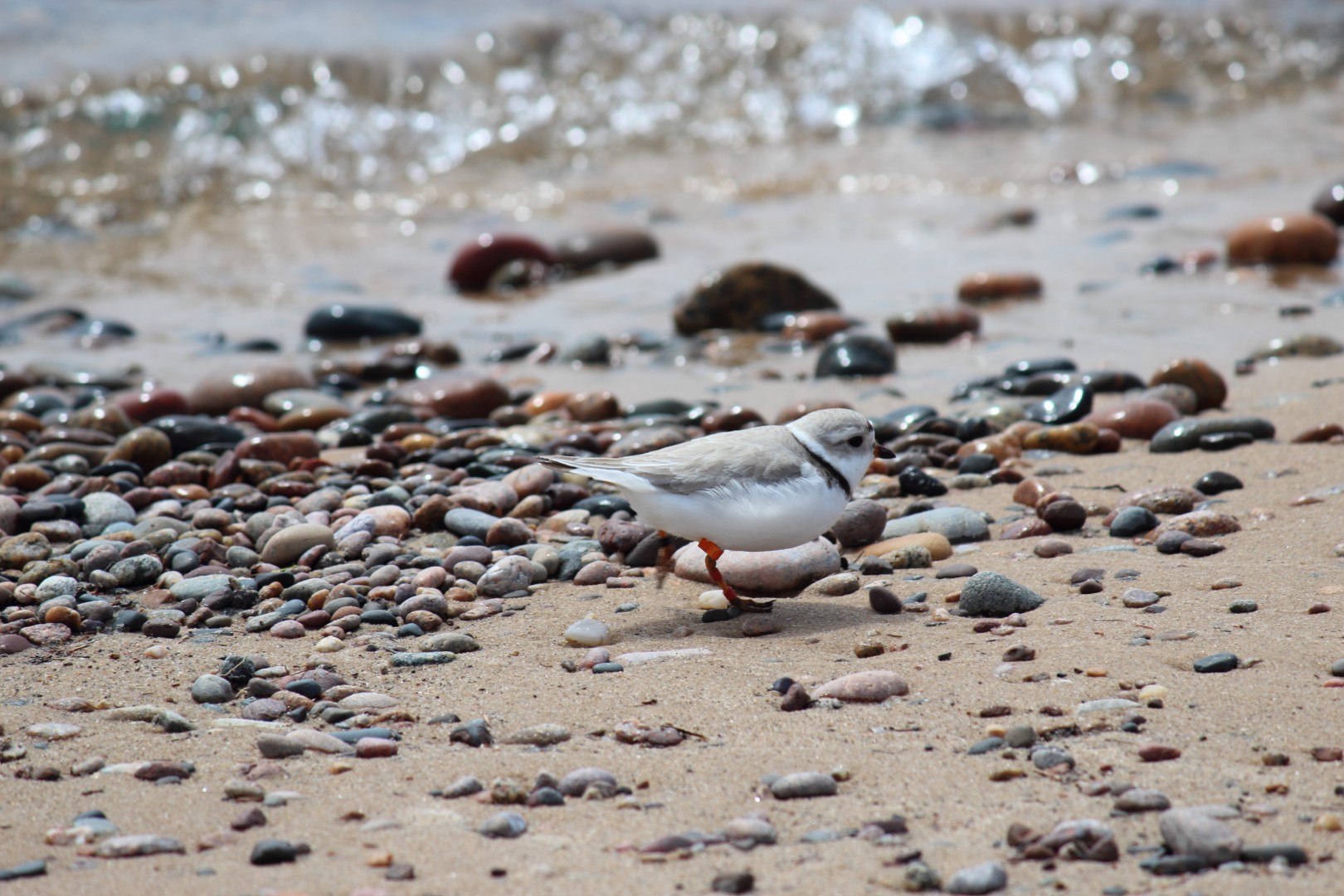 Piping Plover