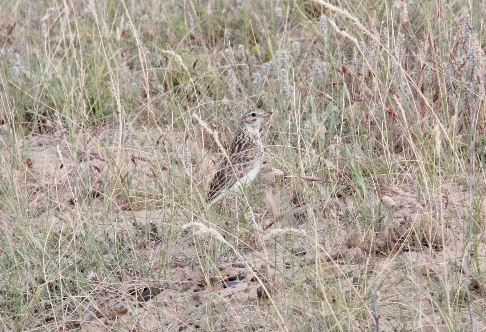 Pipit