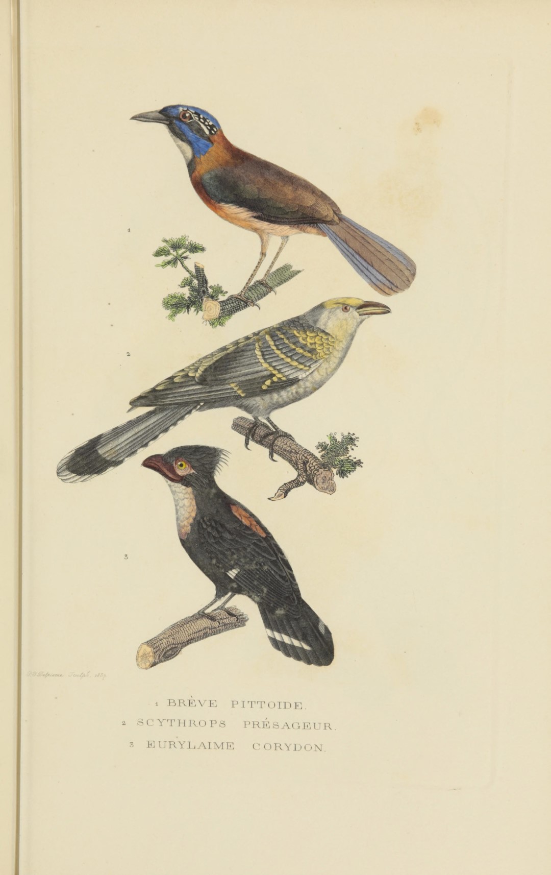 Pitta-like Ground Roller