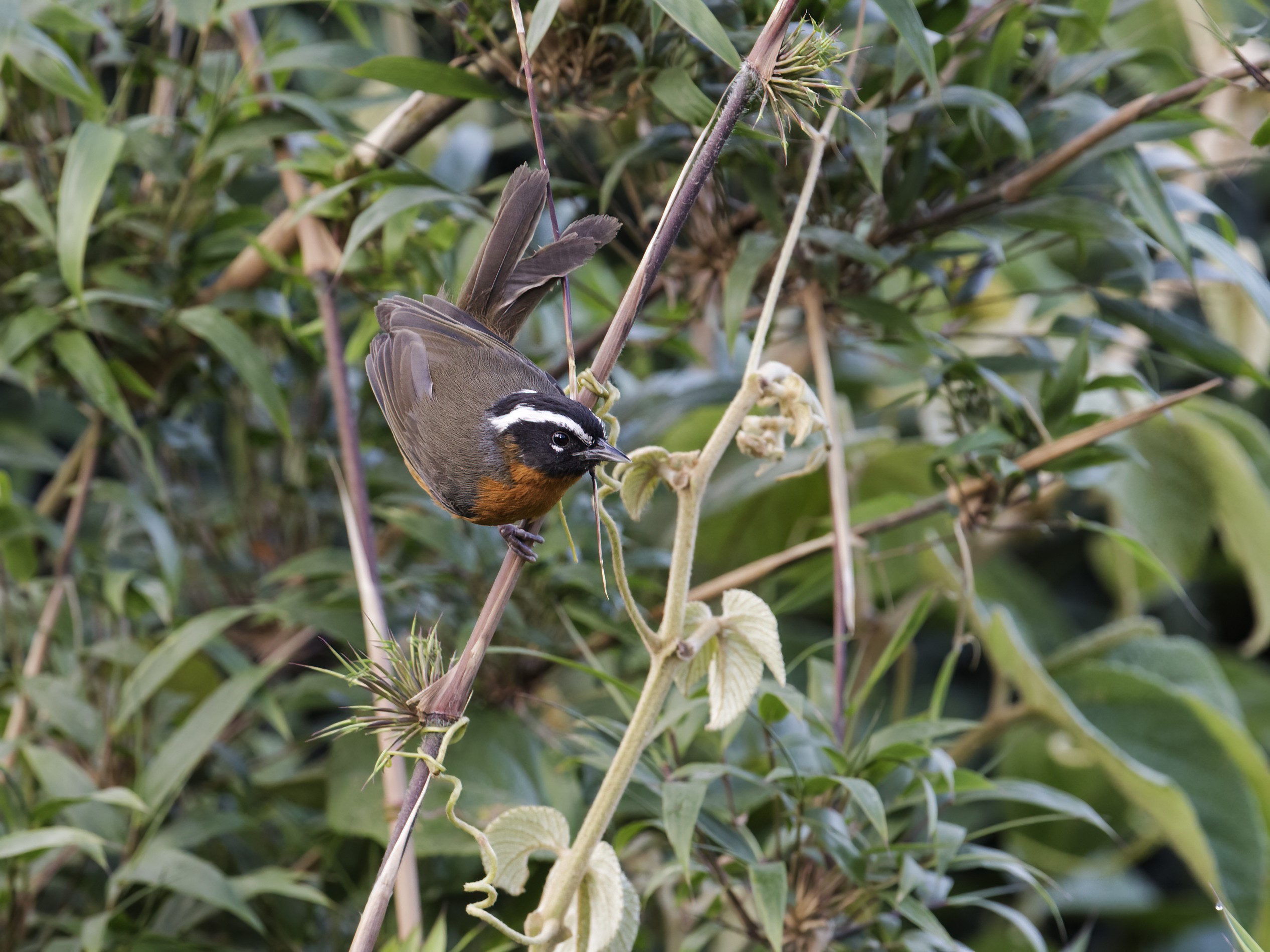 Piura Hemispingus