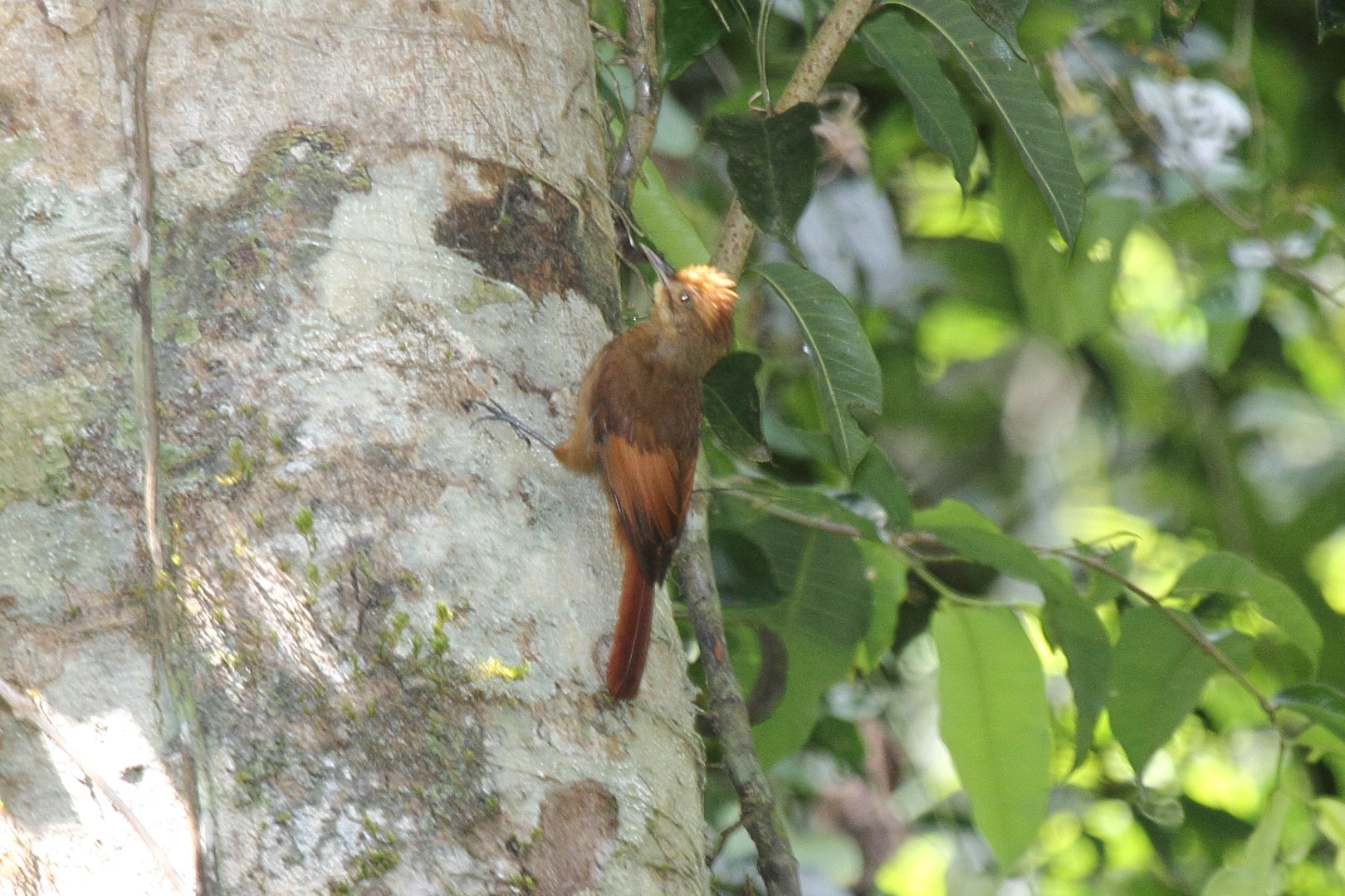 Plain-brown Woodcreeper