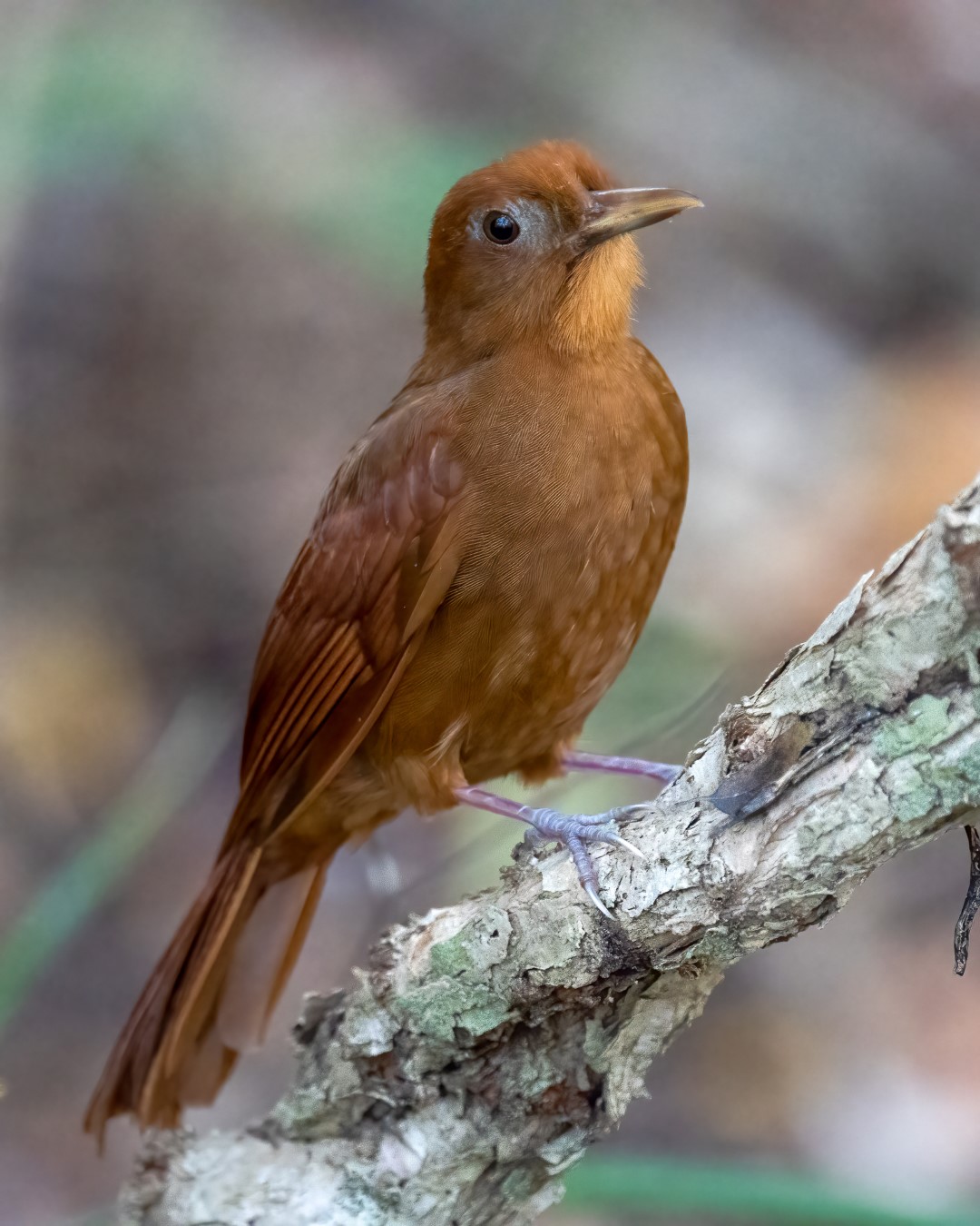 Plain-brown Woodcreeper