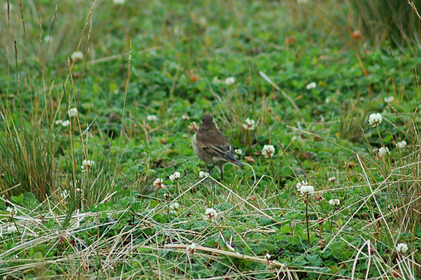 Plain-capped Ground-Tyrant
