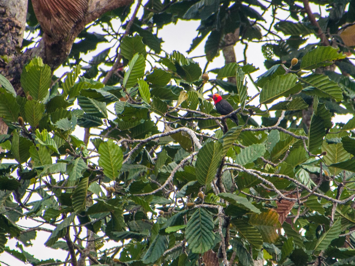 Plain-capped Starthroat