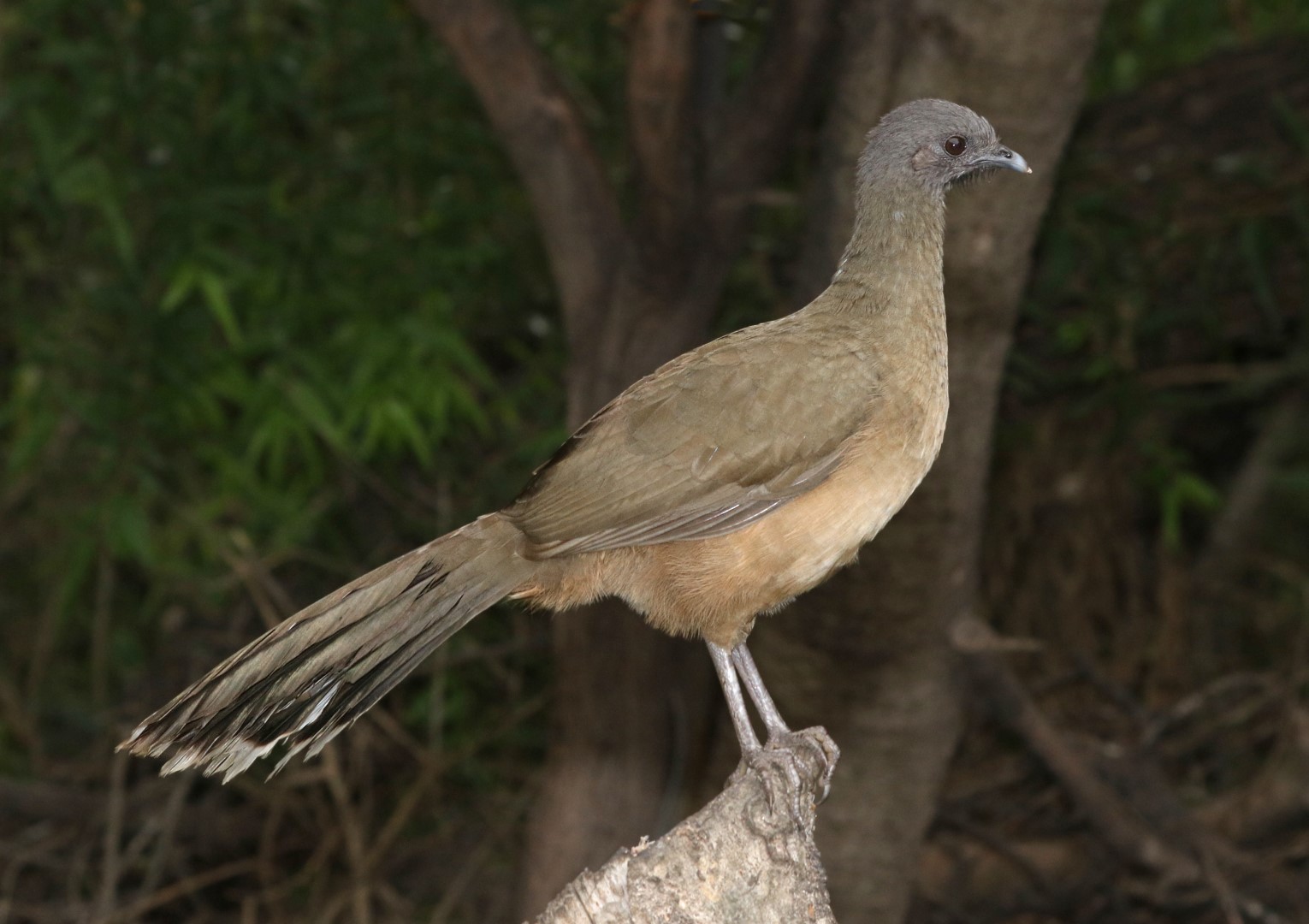 Plain Chachalaca