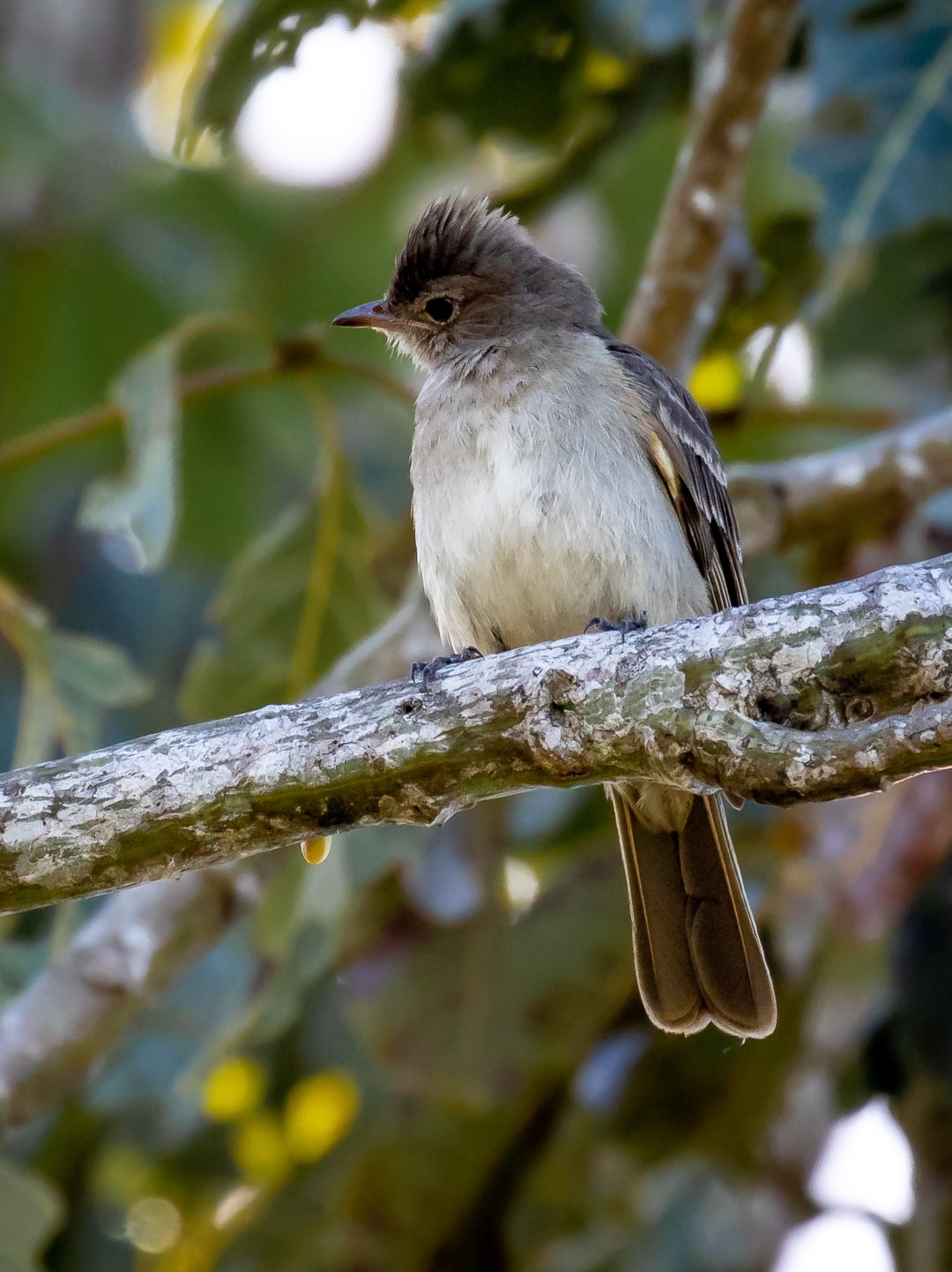 Plain-crested Elaenia