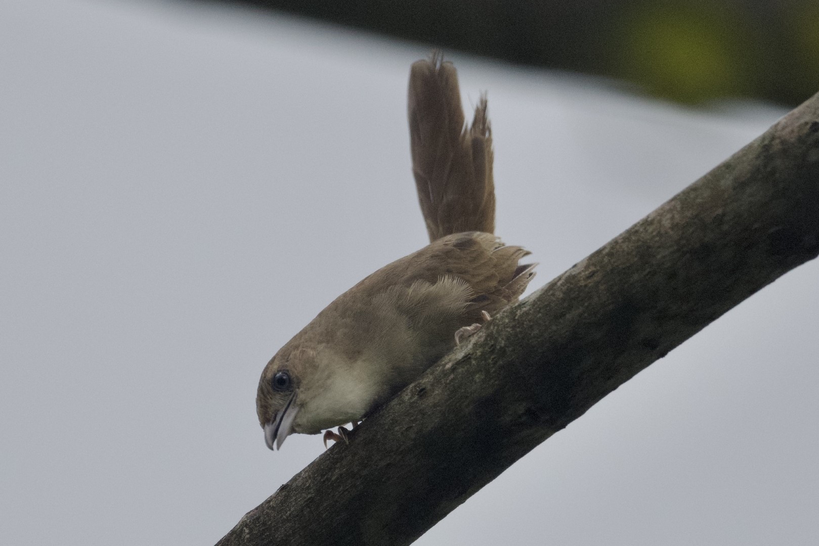 Plain-mantled Tit-Spinetail