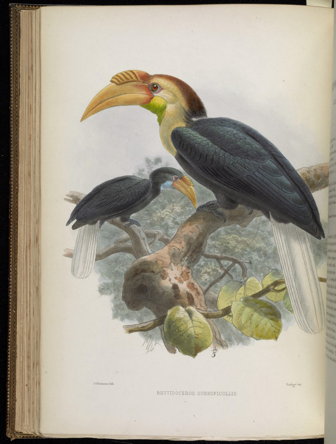 Plain-pouched Hornbill