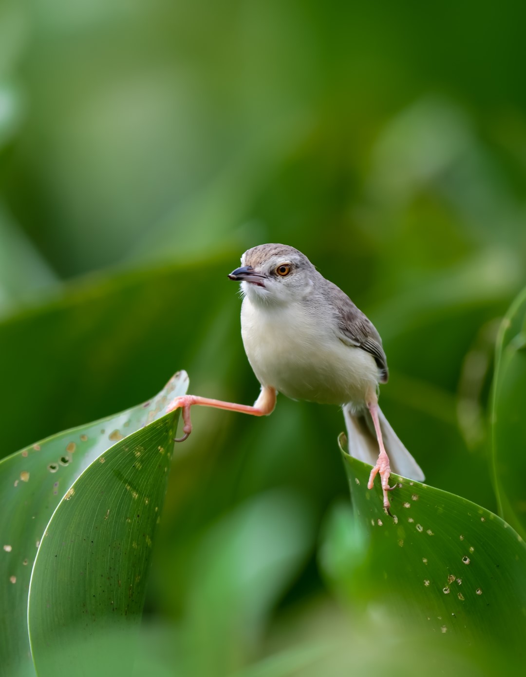 Plain Prinia