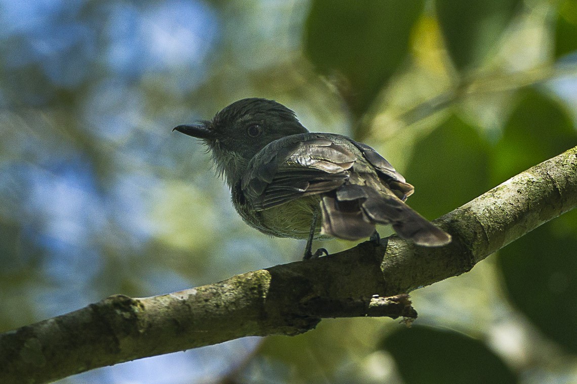 Plain-tailed Wren