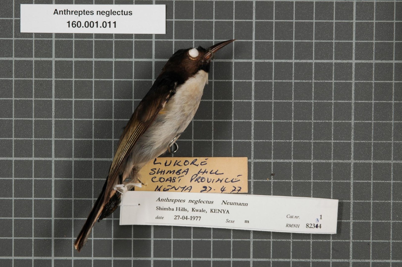 Plain-throated Sunbird