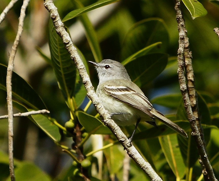 Plain Tyrannulet