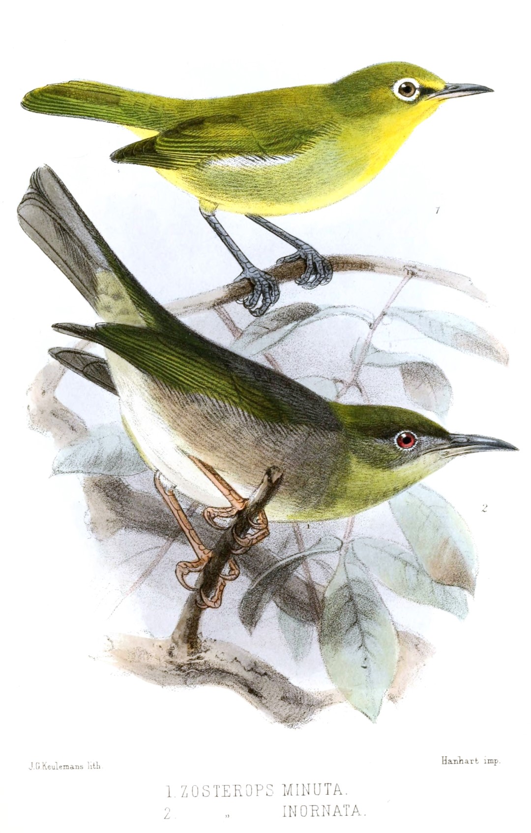Plain White-eye