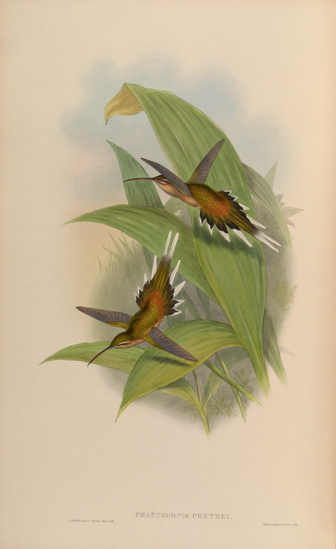 Planalto Hermit