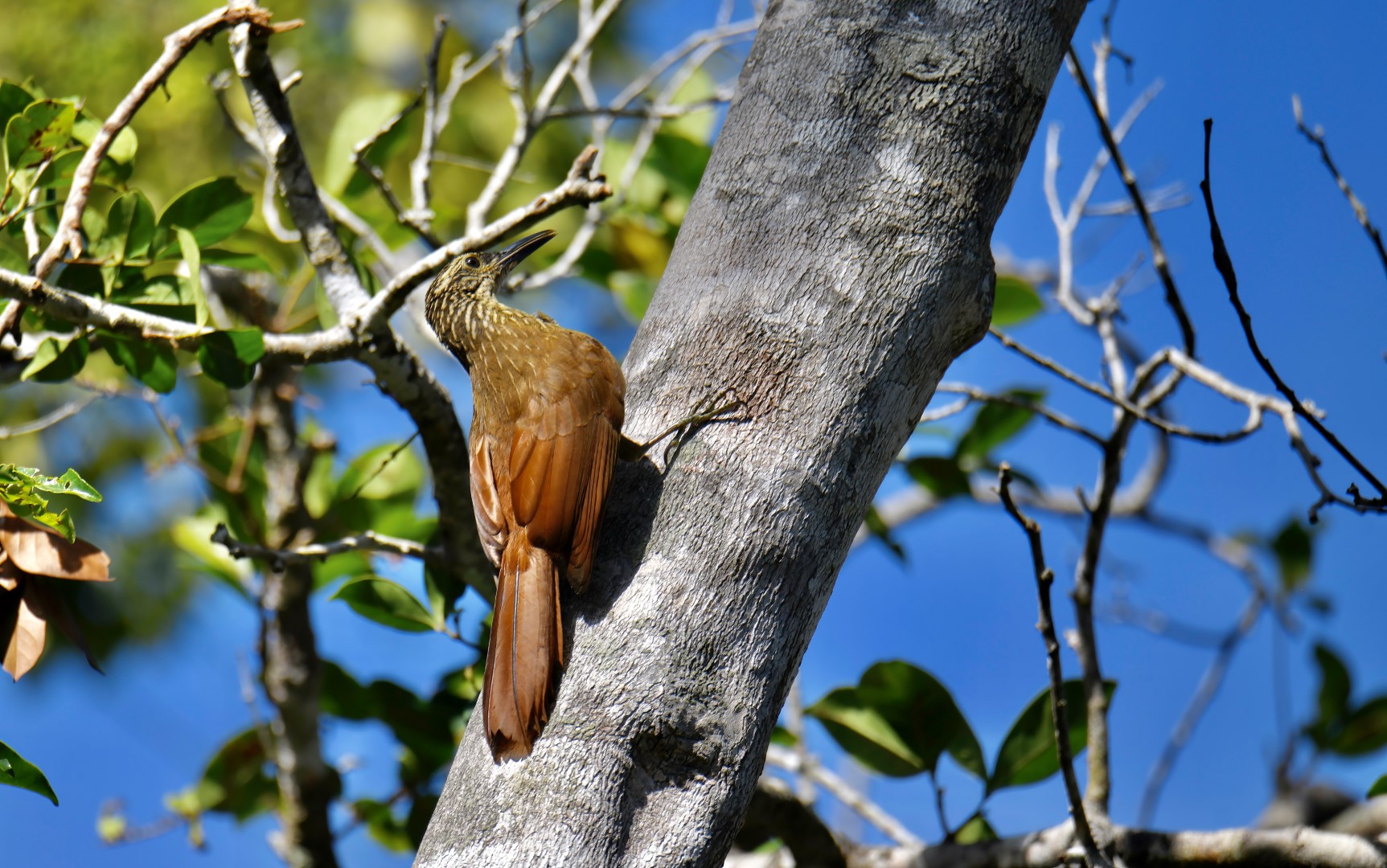 Planalto Woodcreeper